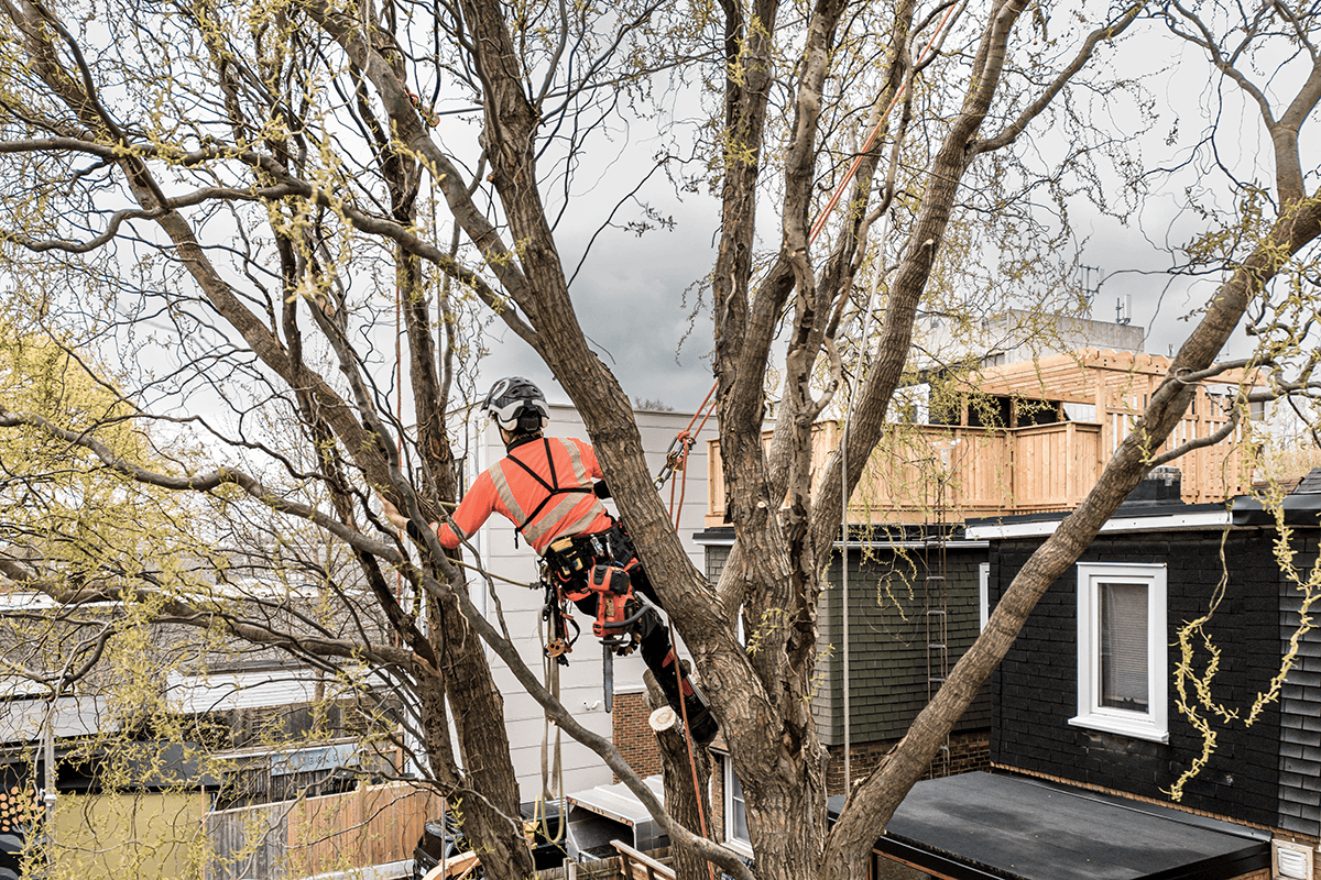 Welcome to All Cut Tree Surgery