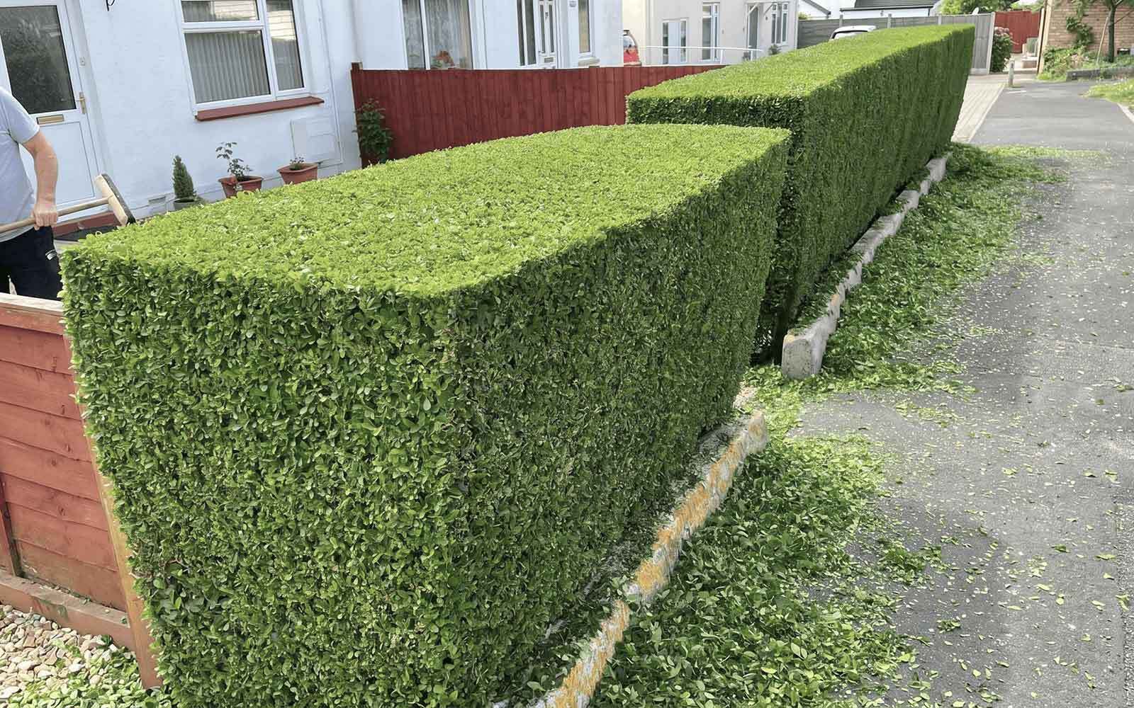 All Cut Tree Surgery Work