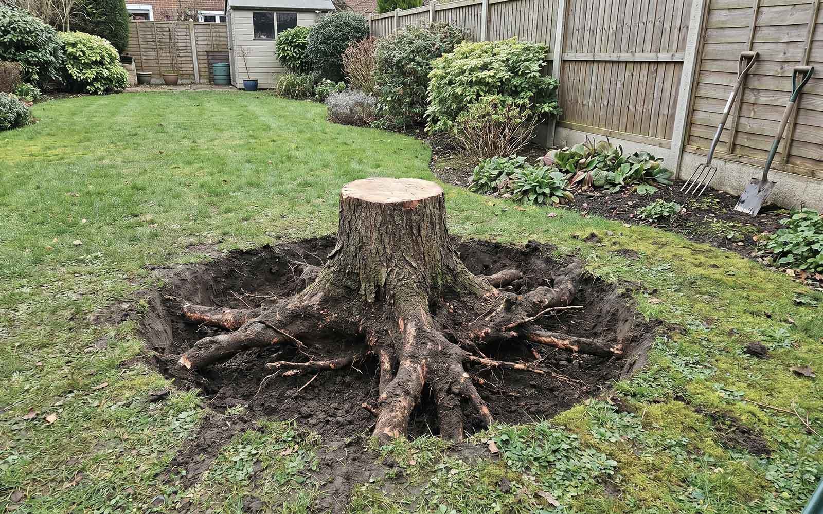 All Cut Tree Surgery Work
