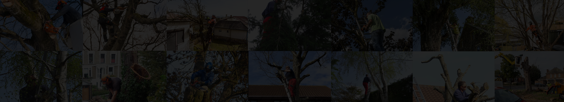 All Cut Tree Surgery