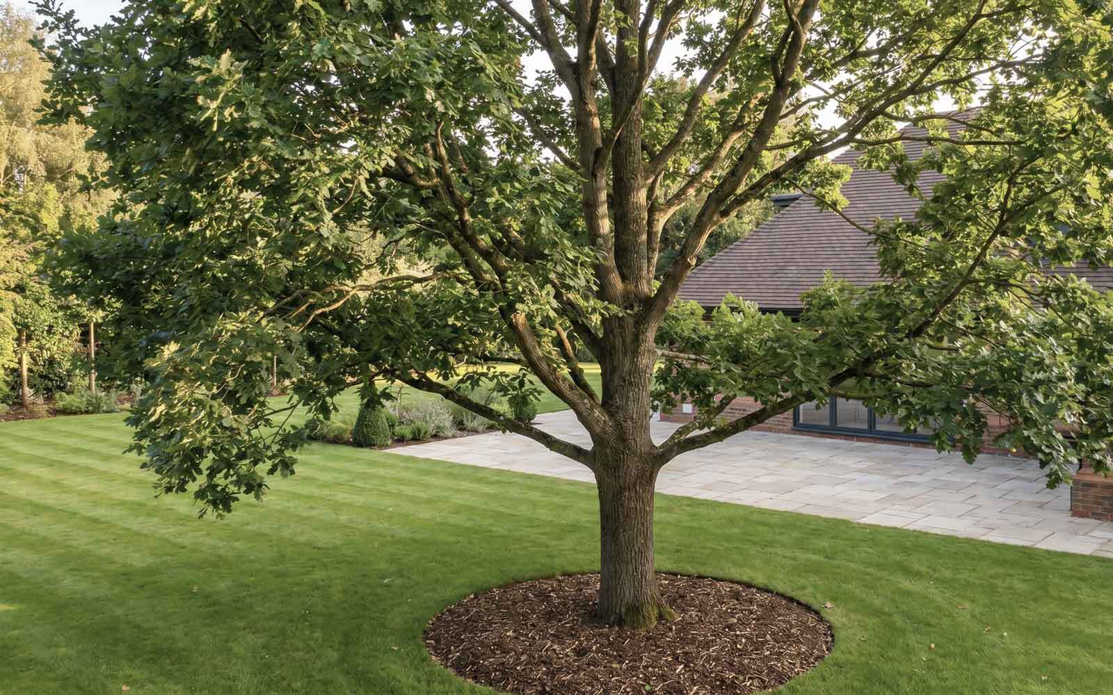 All Cut Tree Surgery Work